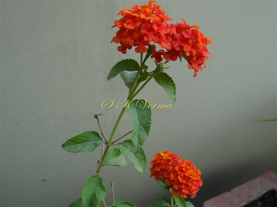  Flowering shoot